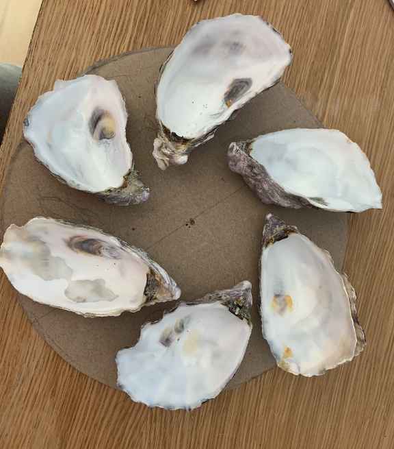 Premier prototype du plateau à huîtres Glace8 réalisé avec du carton